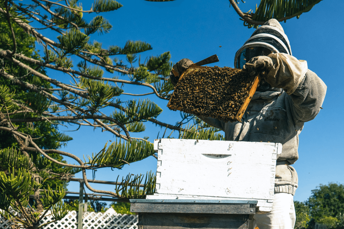Beekeeper inspecting honeycomb frame at outdoor Manuka honey beehive