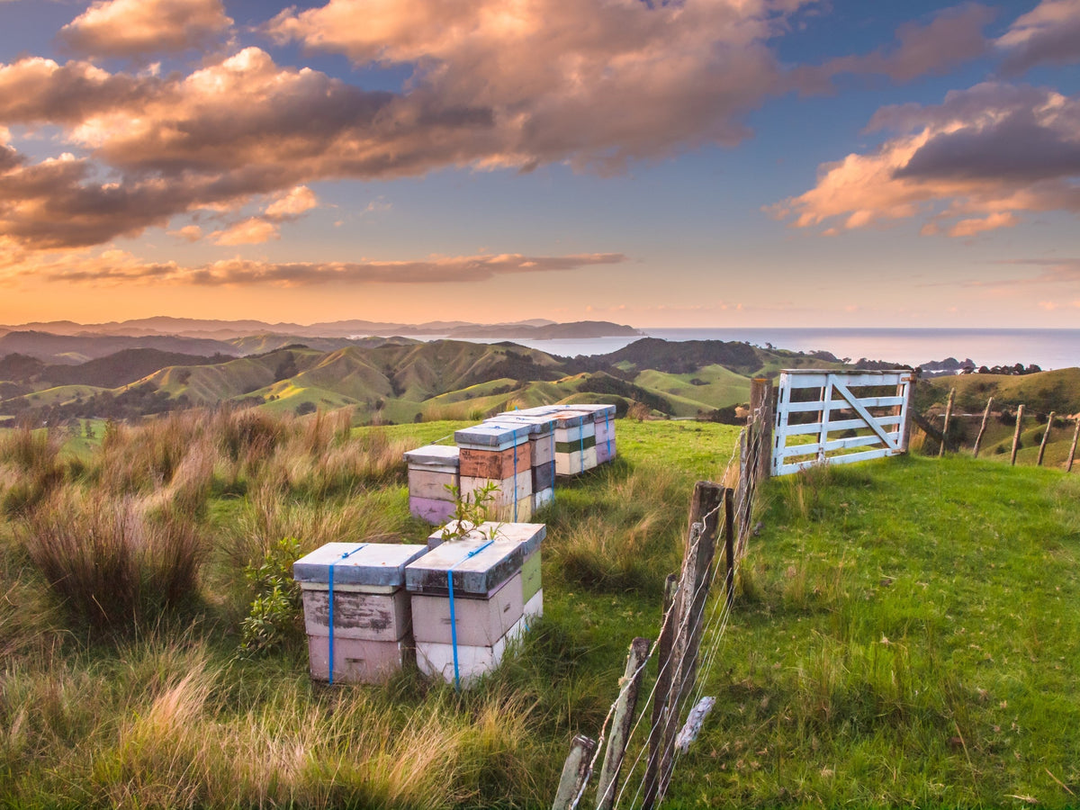 Beehive boxes on grassy hilltop in New Zealand countryside at sunrise, Manuka honey production