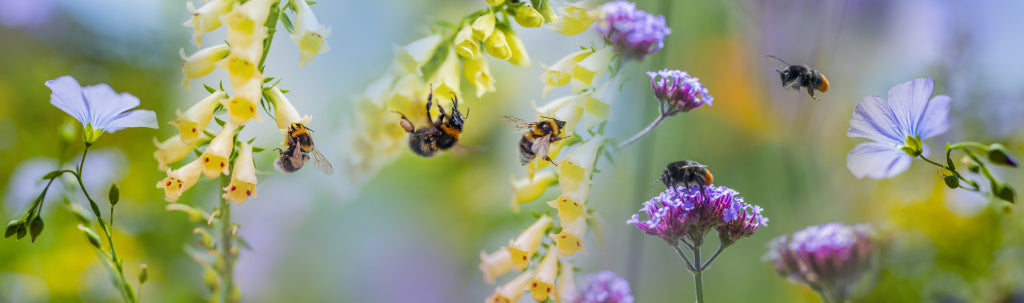 Saving The Bees, How You Can Help Our Buzzy Little Friends