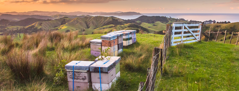 Bee hives on a grassy hill overlooking scenic New Zealand landscape at sunset