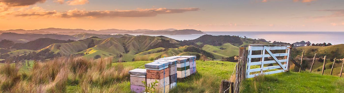 Beehives in New Zealand hillside pasture at sunset, scenic landscape for Manuka honey